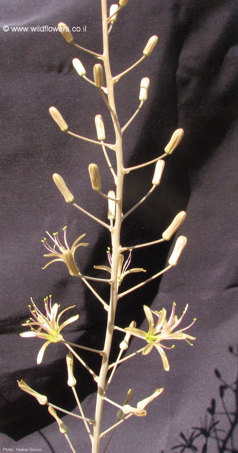 Drimia undulata